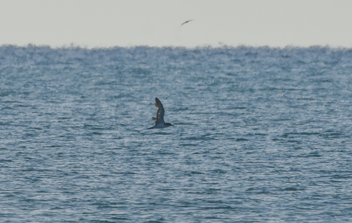 Cory's/Scopoli's Shearwater - ML642640815