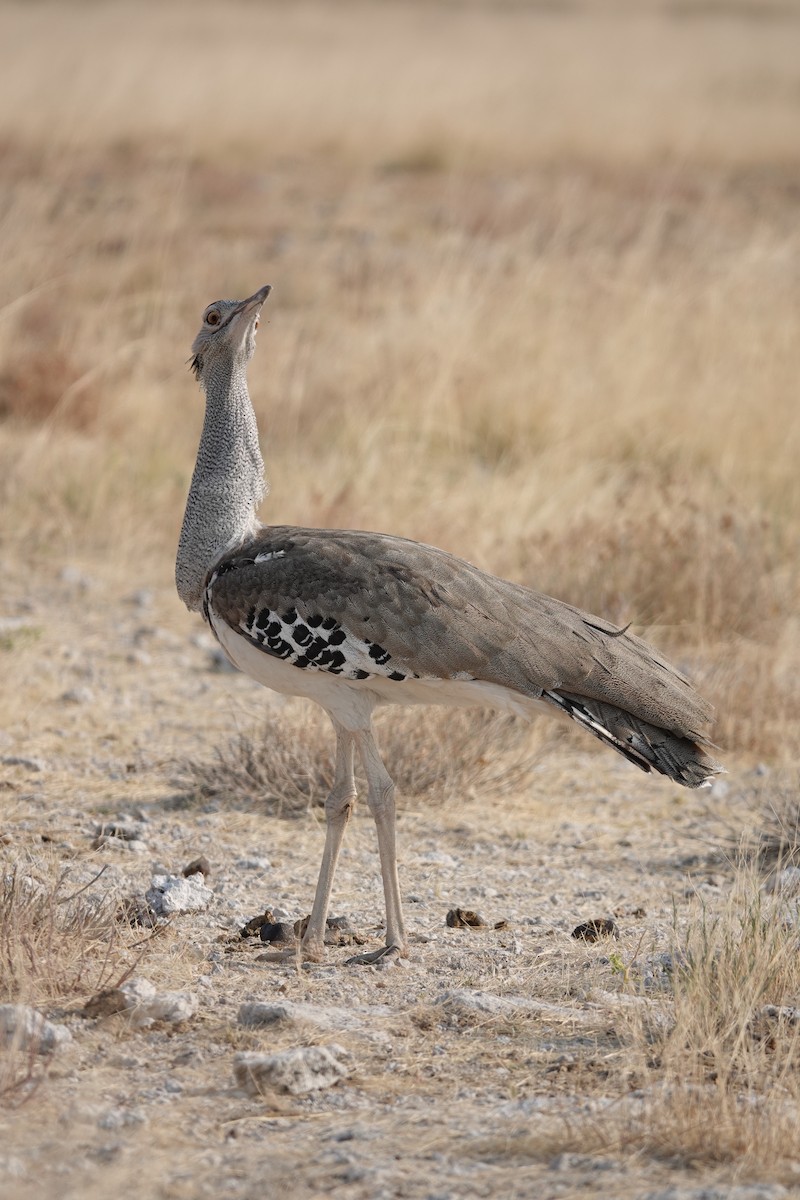 Kori Bustard - ML642640823