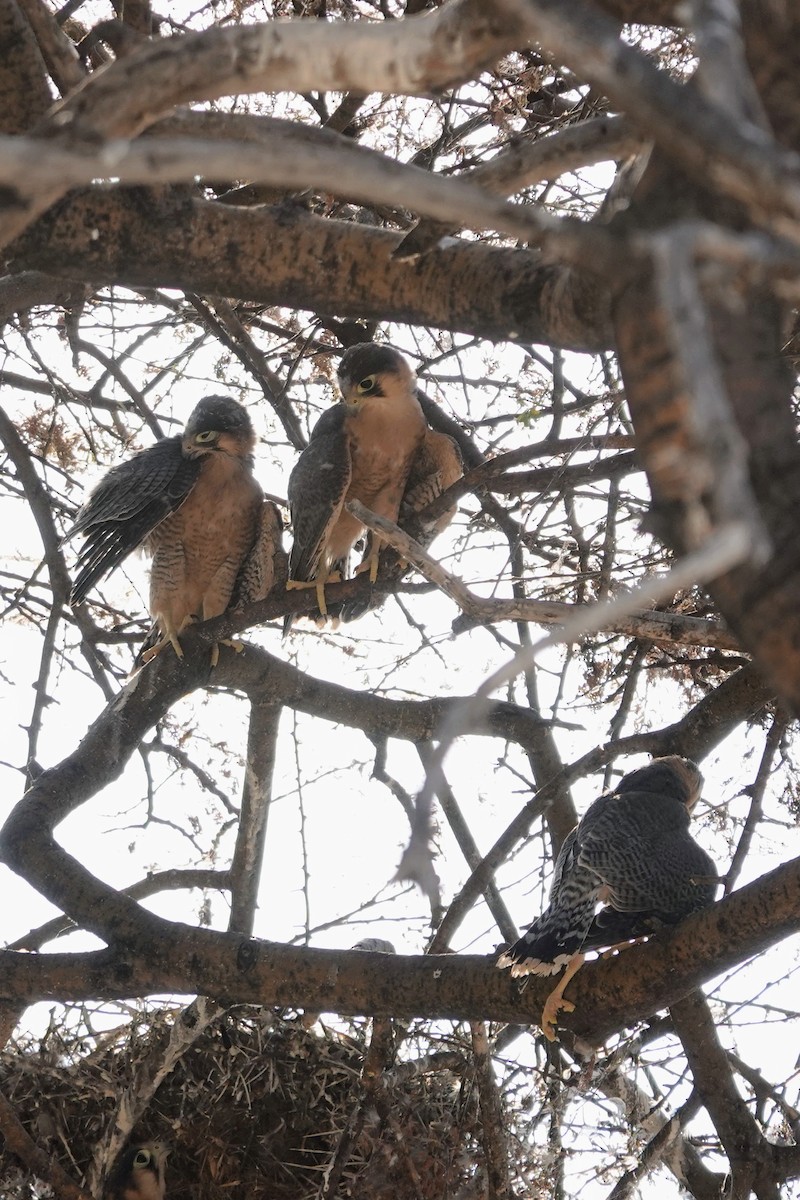 Red-necked Falcon - ML642640830