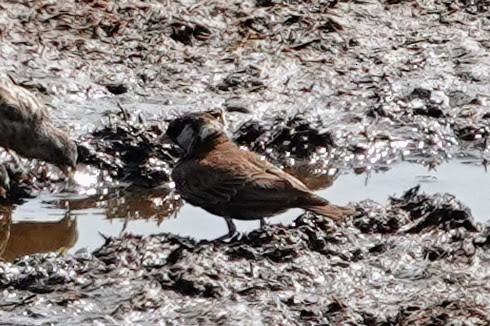 Chestnut-backed Sparrow-Lark - ML642640834
