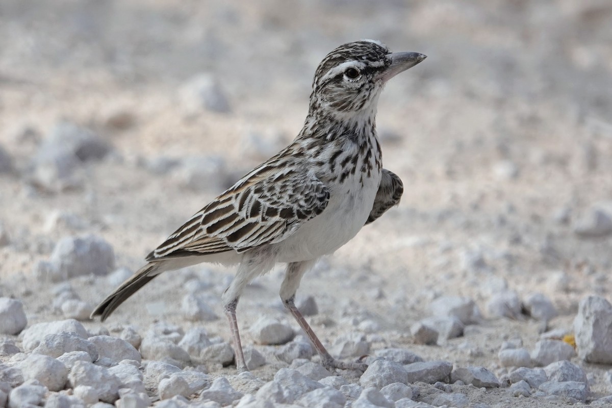 Sabota Lark - ML642640836