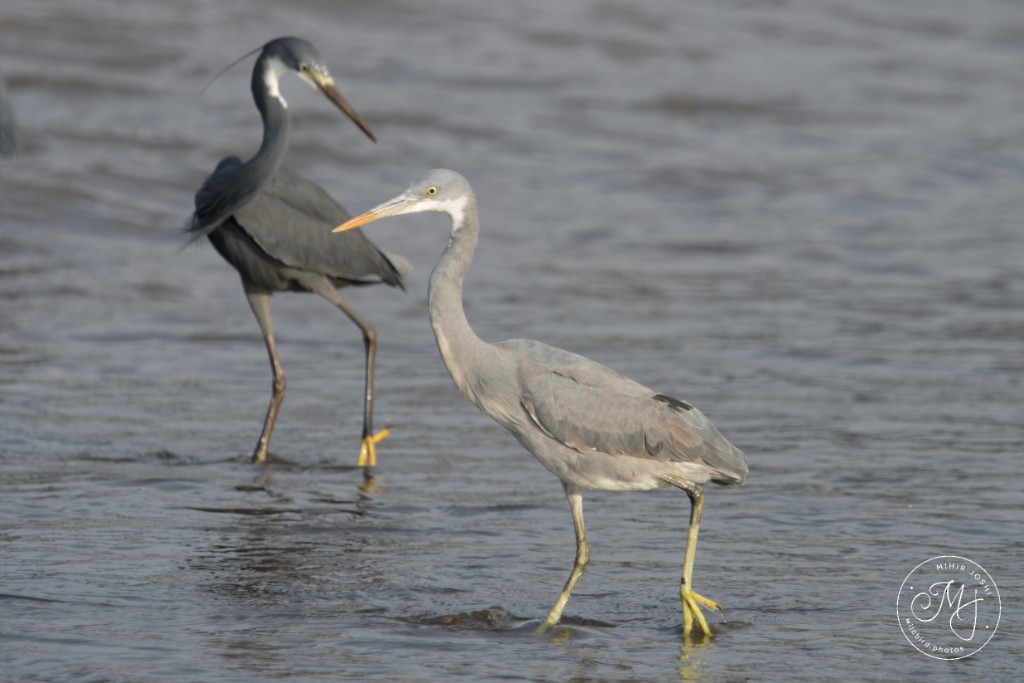 volavka přímořská - ML642640837