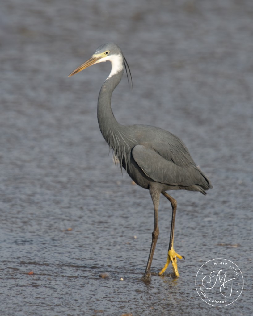 volavka přímořská - ML642640838