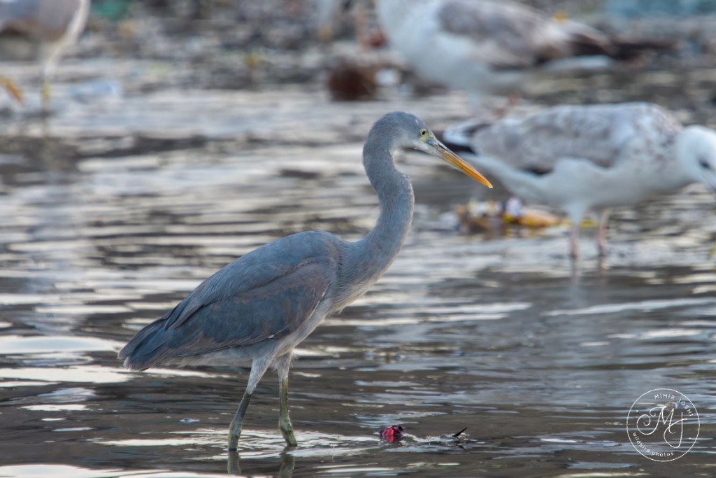 volavka přímořská - ML642640839