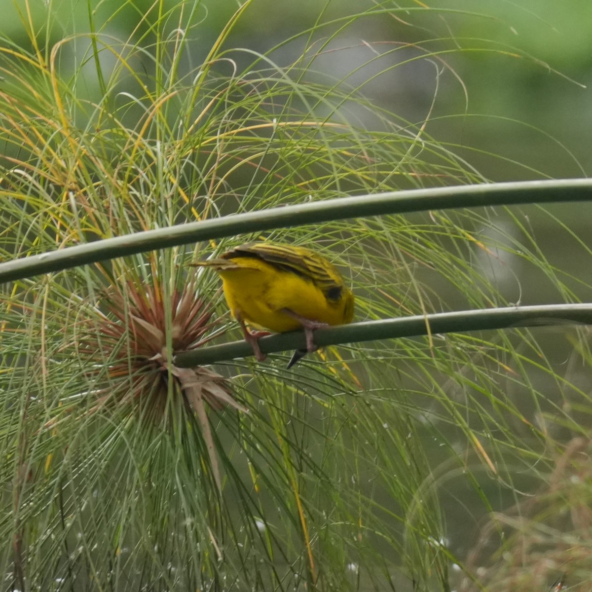 Slender-billed Weaver - ML642640842