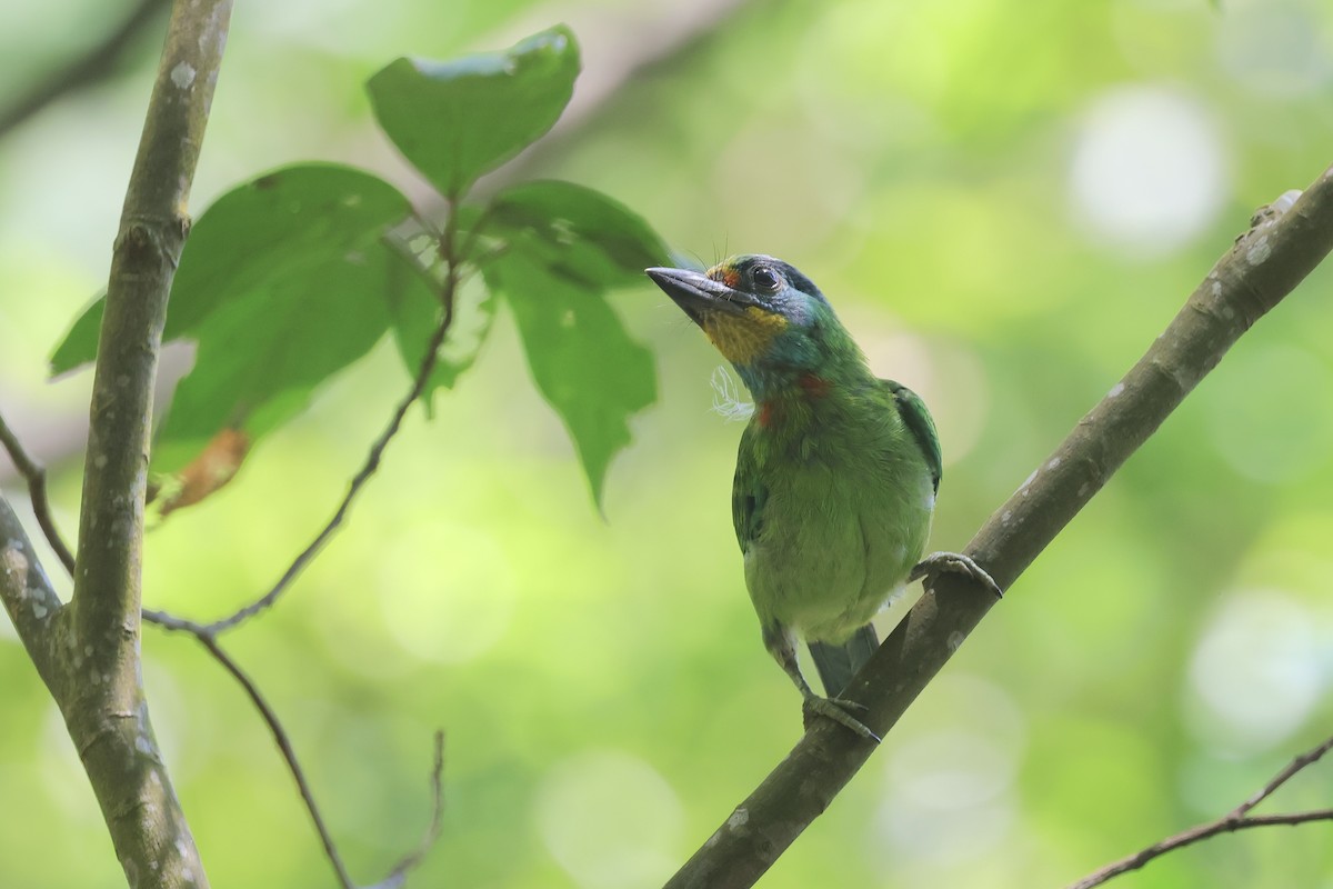 Taiwan Barbet - ML642640853