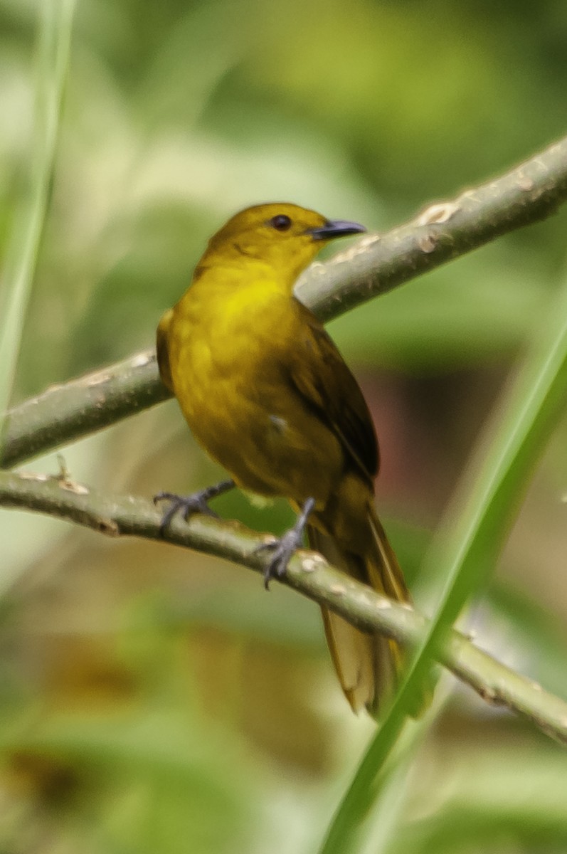 Mountain Yellow-Warbler - ML642640876