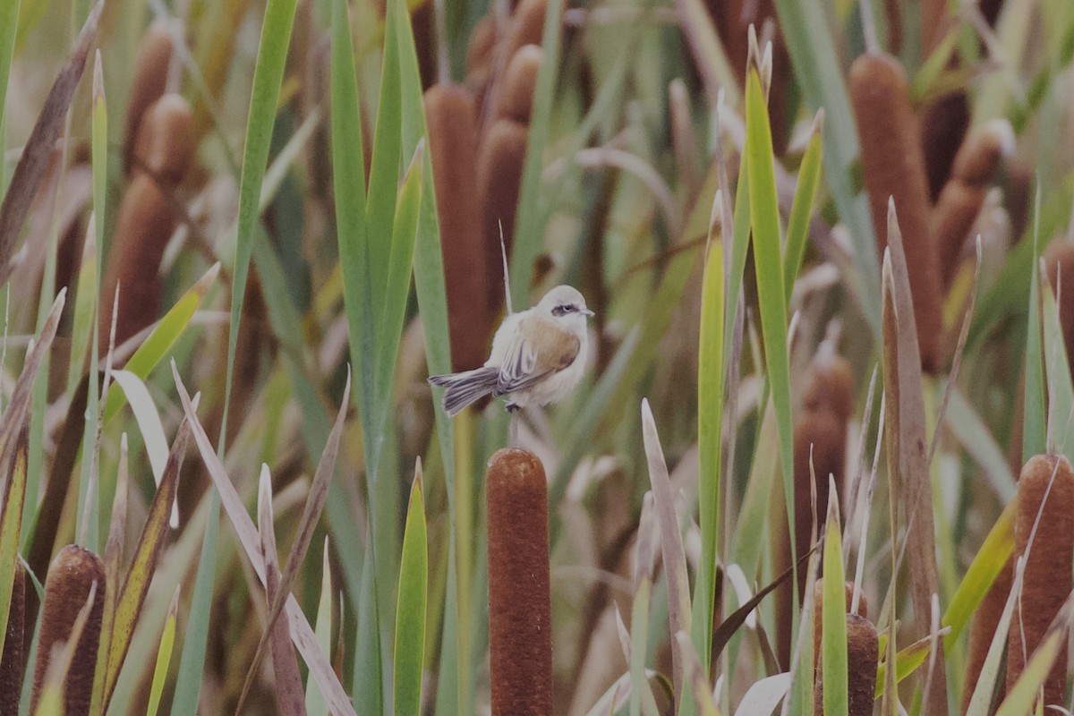 Dilindari eurasiarra - ML642640890