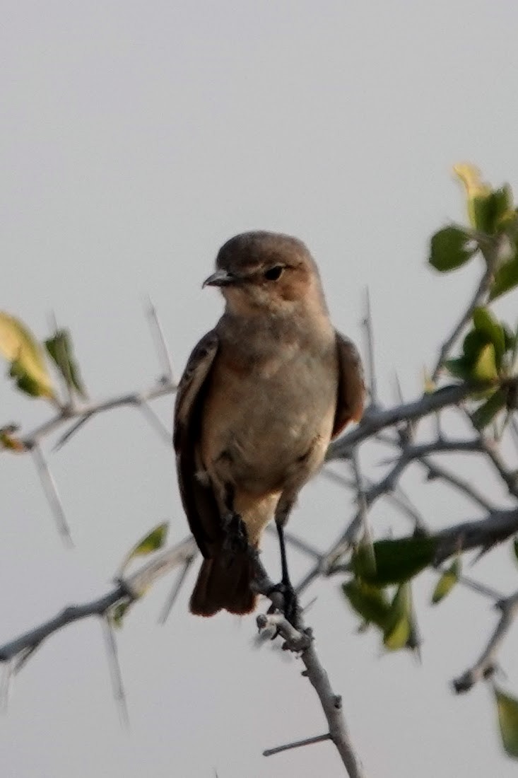 Chat Flycatcher - ML642640891