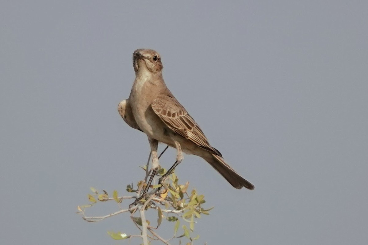 Chat Flycatcher - ML642640892