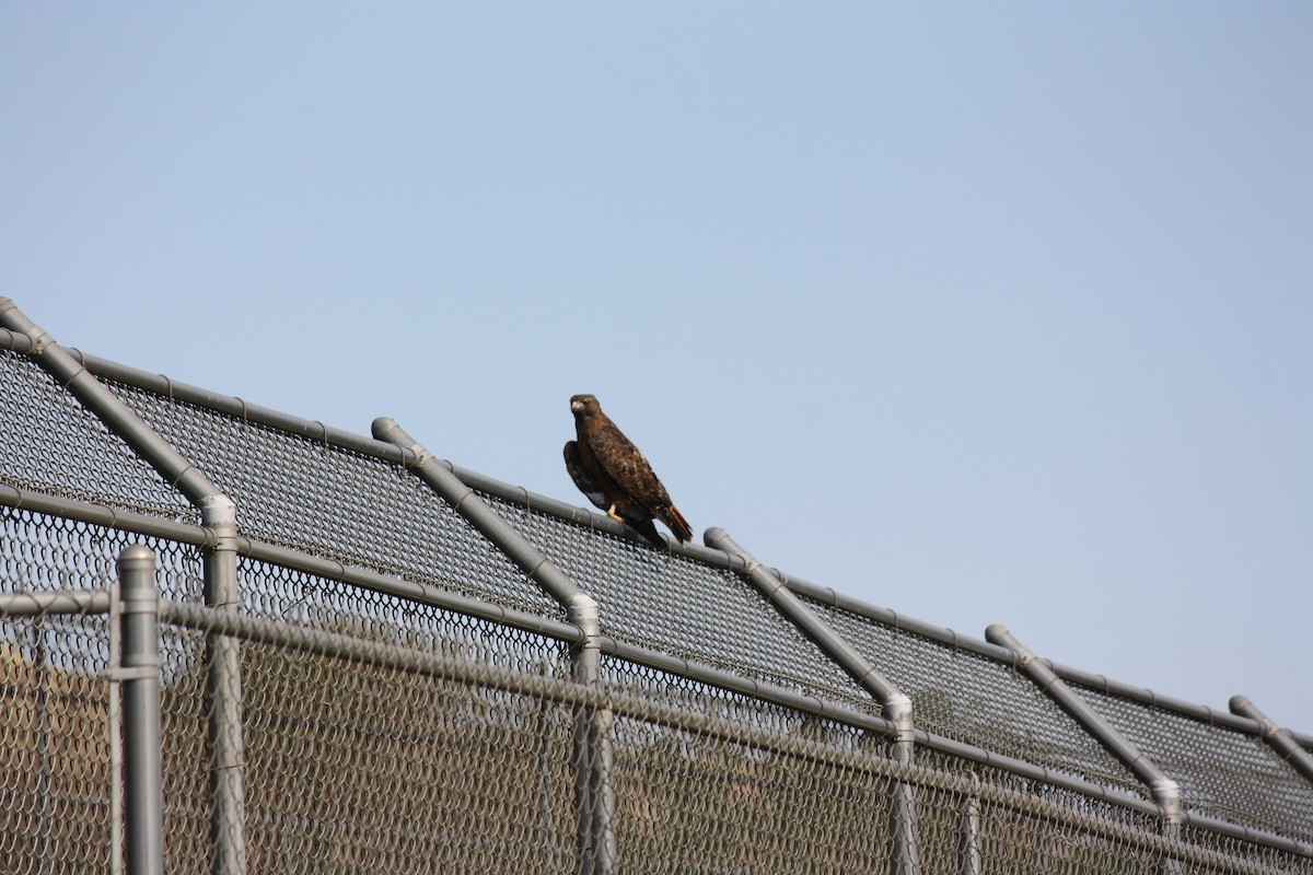 Red-tailed Hawk - ML642640912