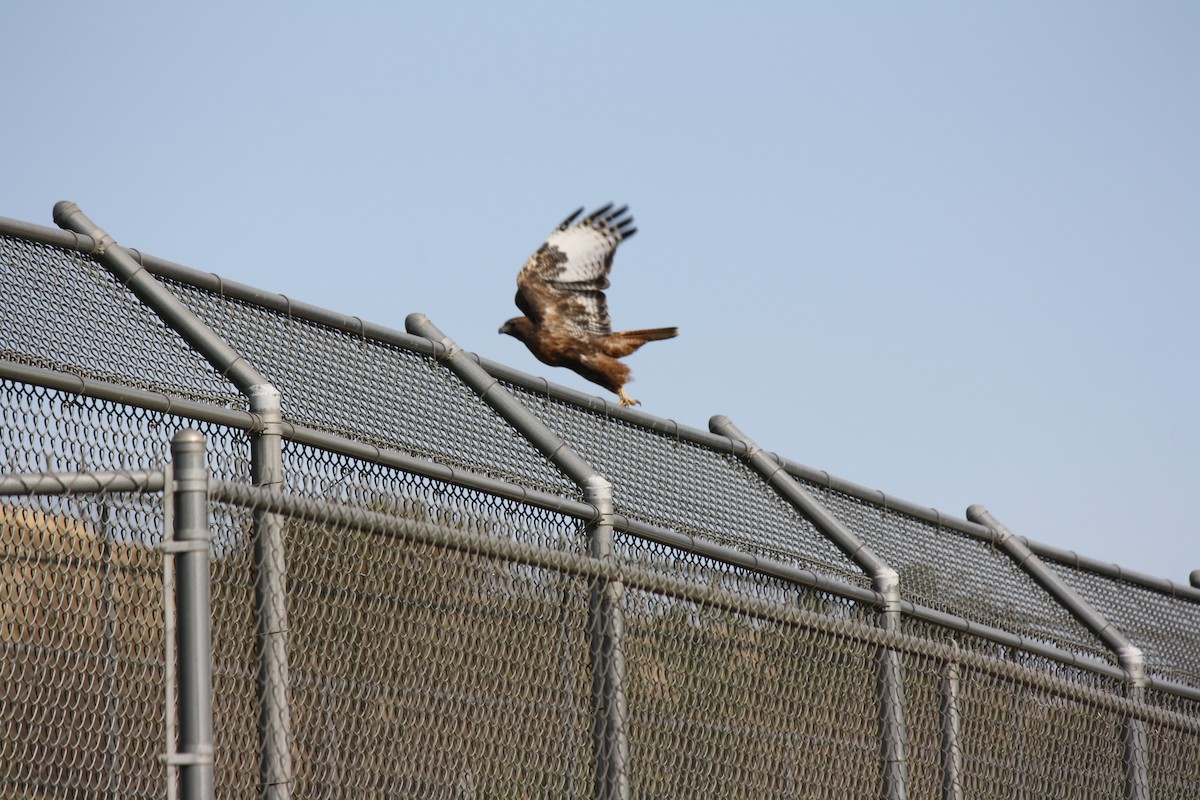 Red-tailed Hawk - ML642640913