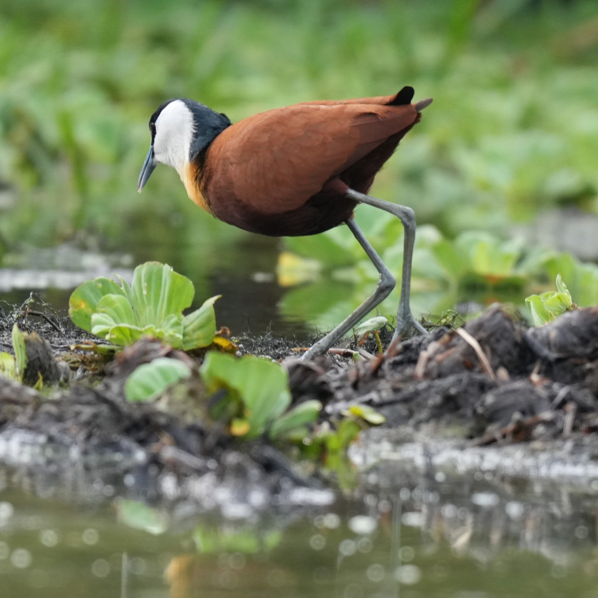 African Jacana - ML642640919