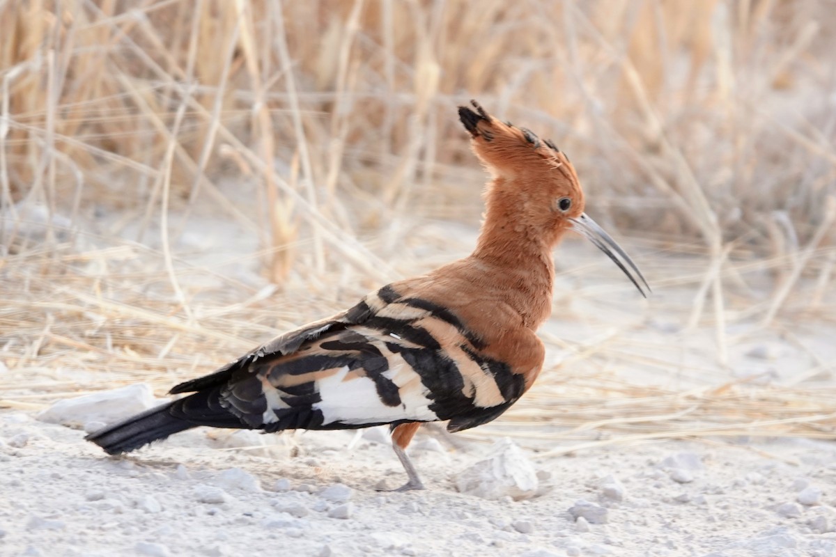 Eurasian Hoopoe (African) - ML642640922