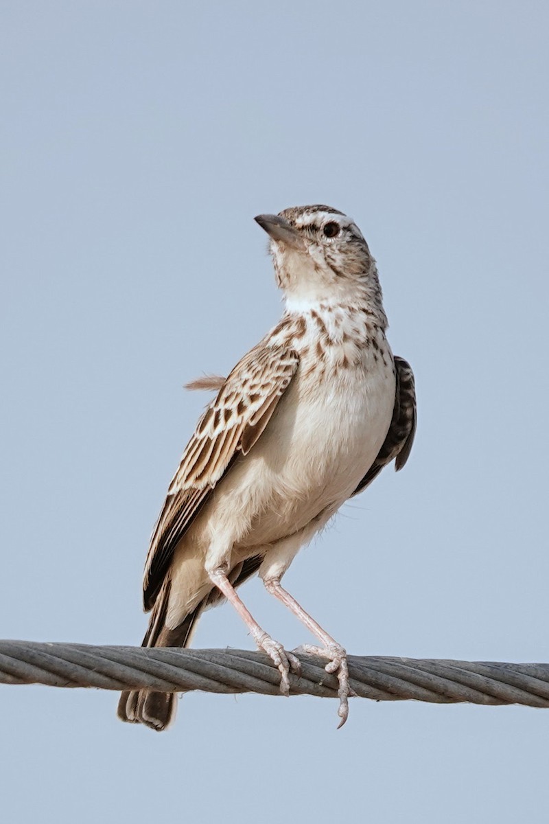 Sabota Lark - ML642640925