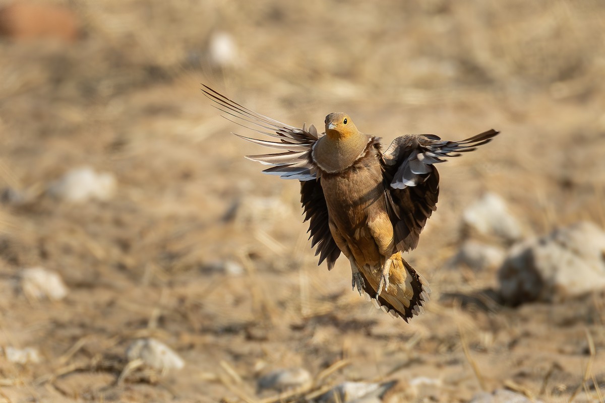 Namaqua Sandgrouse - ML642640950