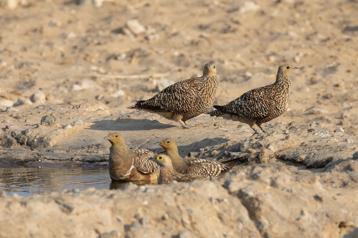 Namaqua Sandgrouse - ML642640958