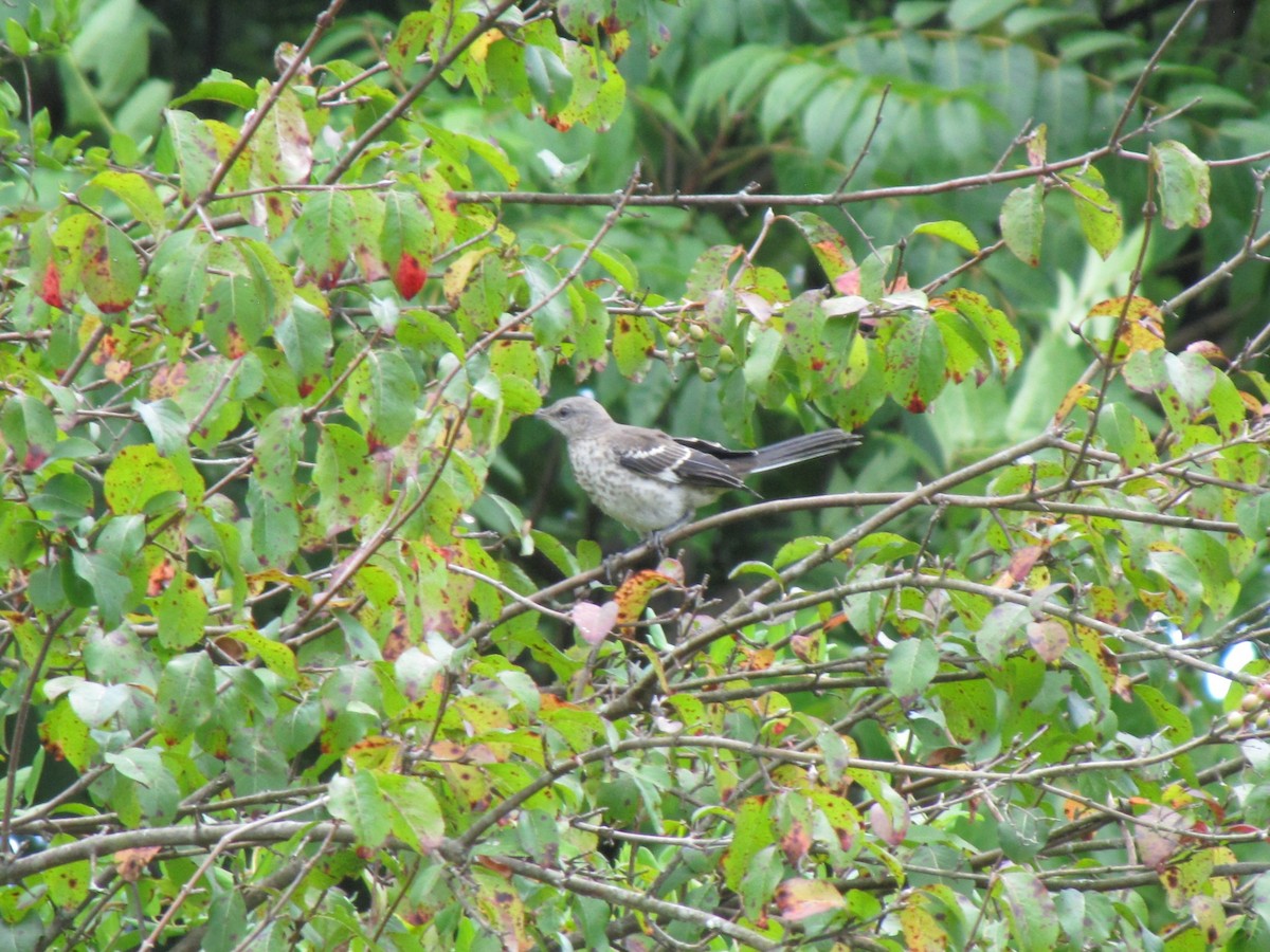 Northern Mockingbird - ML642640966