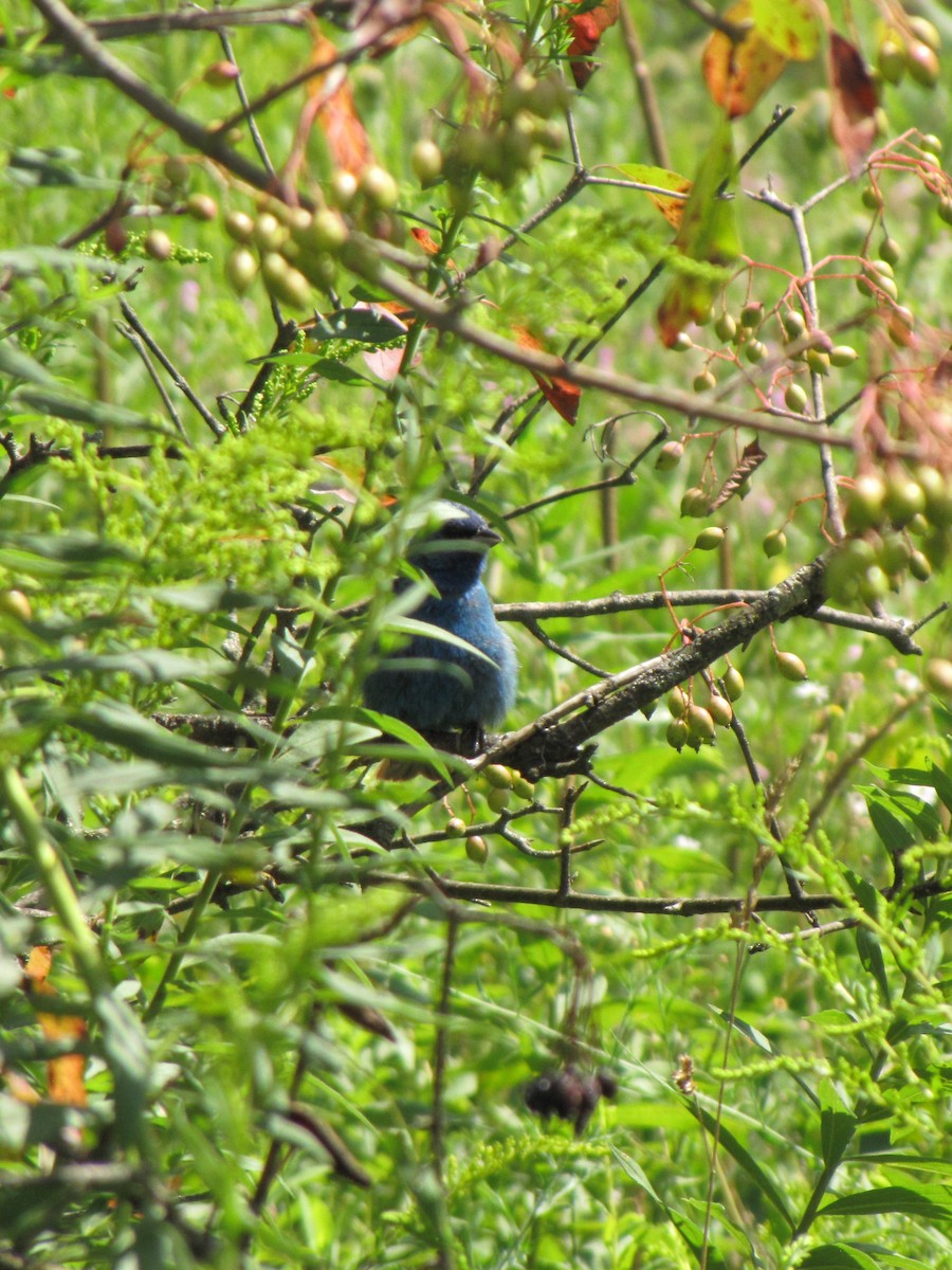 Indigo Bunting - ML642640971