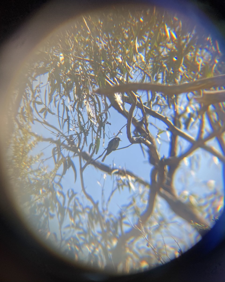 Yellow-faced Honeyeater - ML642640972