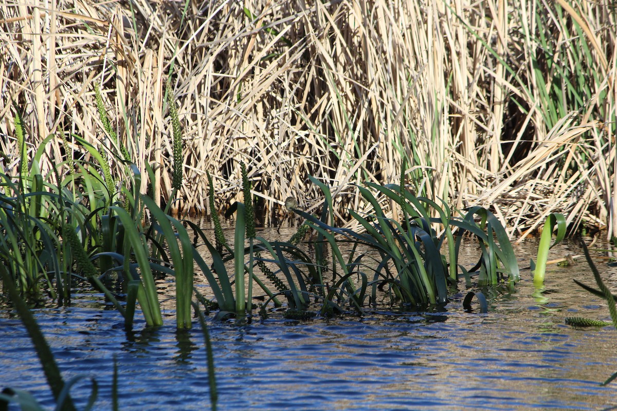 Little Grassbird - ML642640974