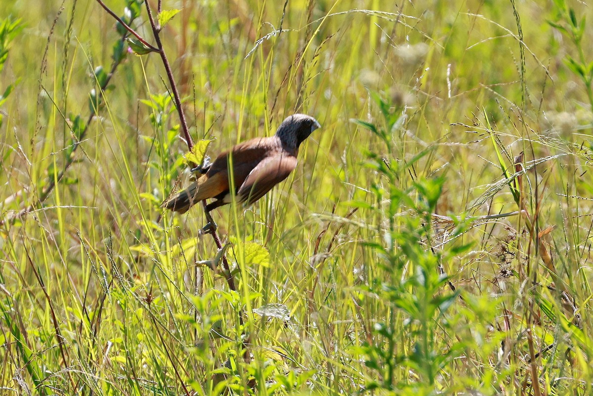 Chestnut-breasted Munia - ML642640985