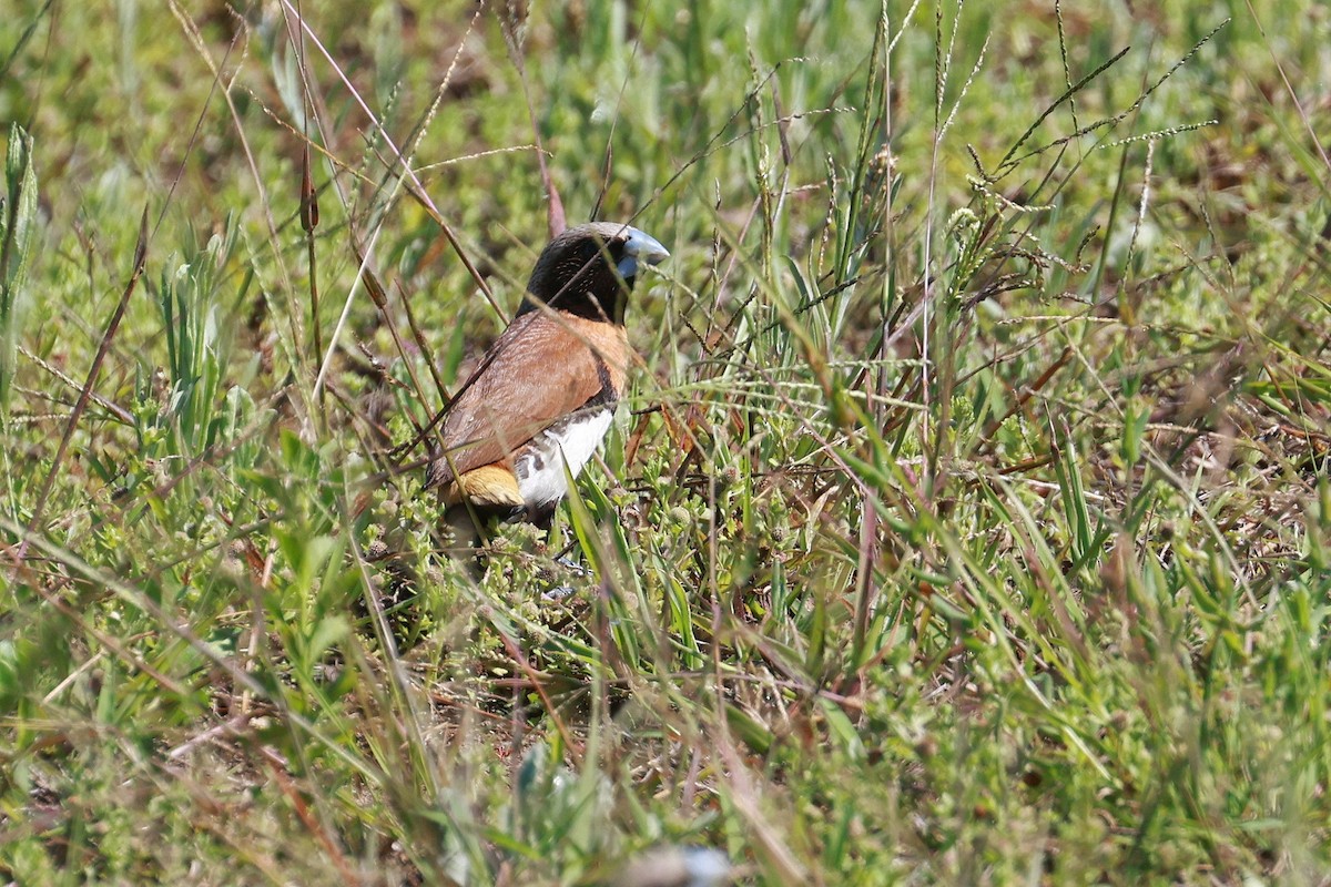 Chestnut-breasted Munia - ML642640986