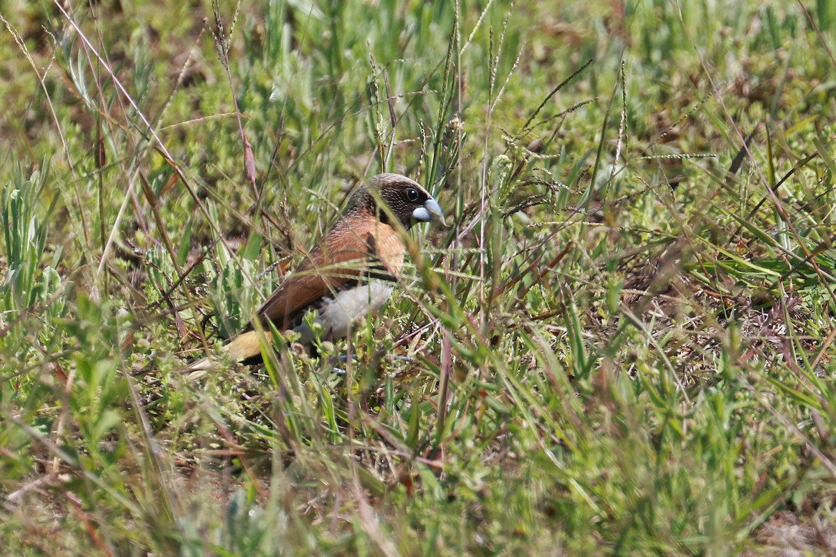 Chestnut-breasted Munia - ML642640988