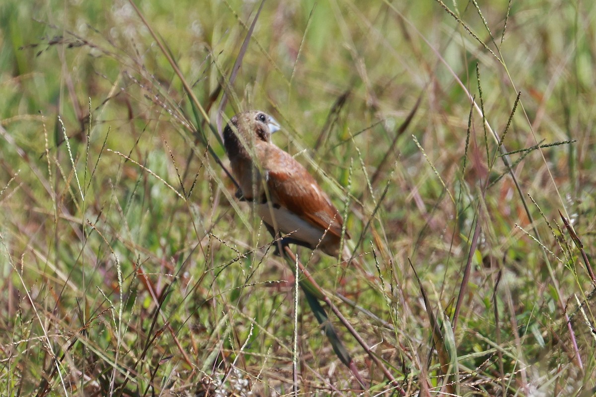 Chestnut-breasted Munia - ML642640989