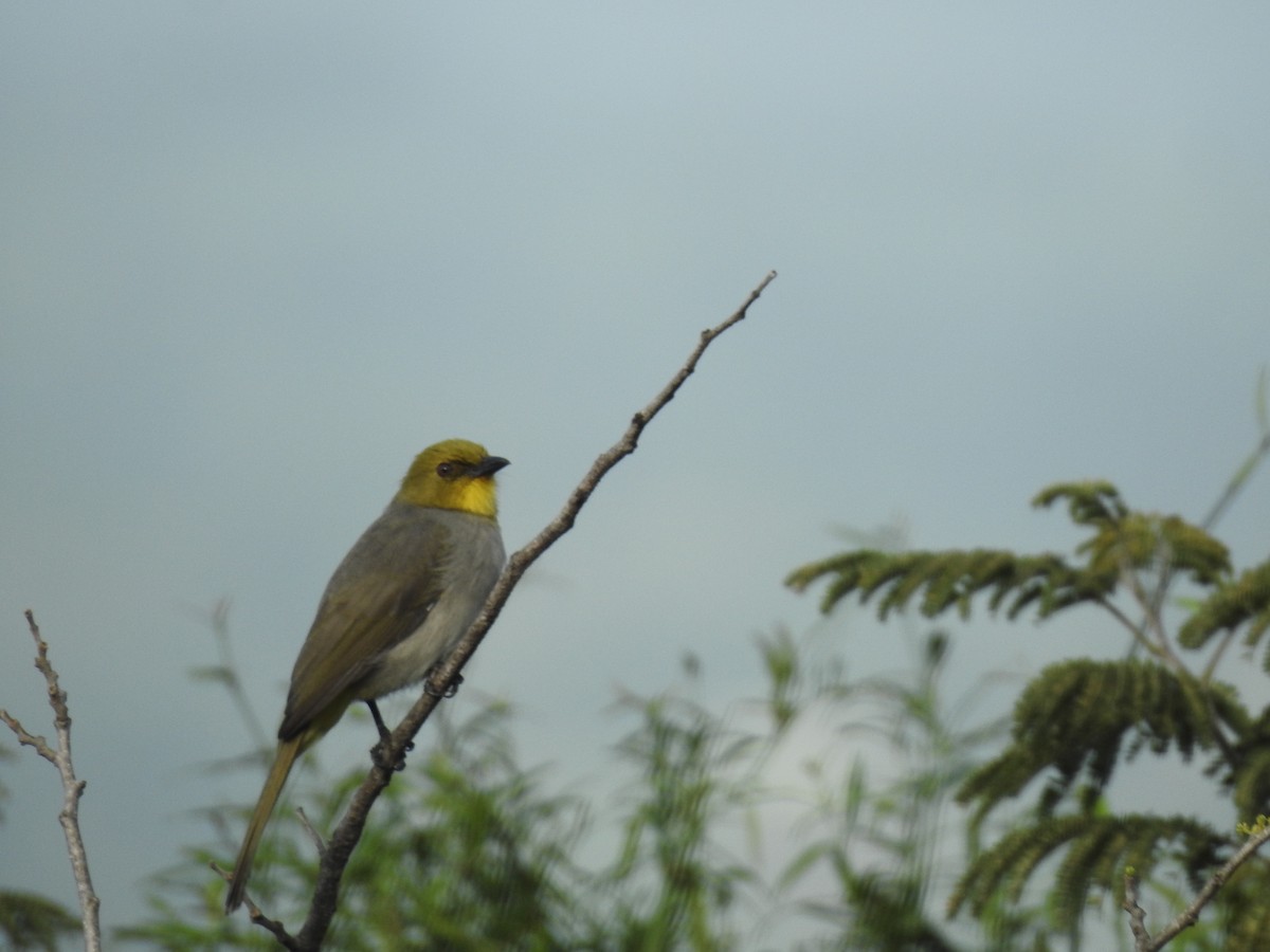 Yellow-throated Bulbul - ML642640990