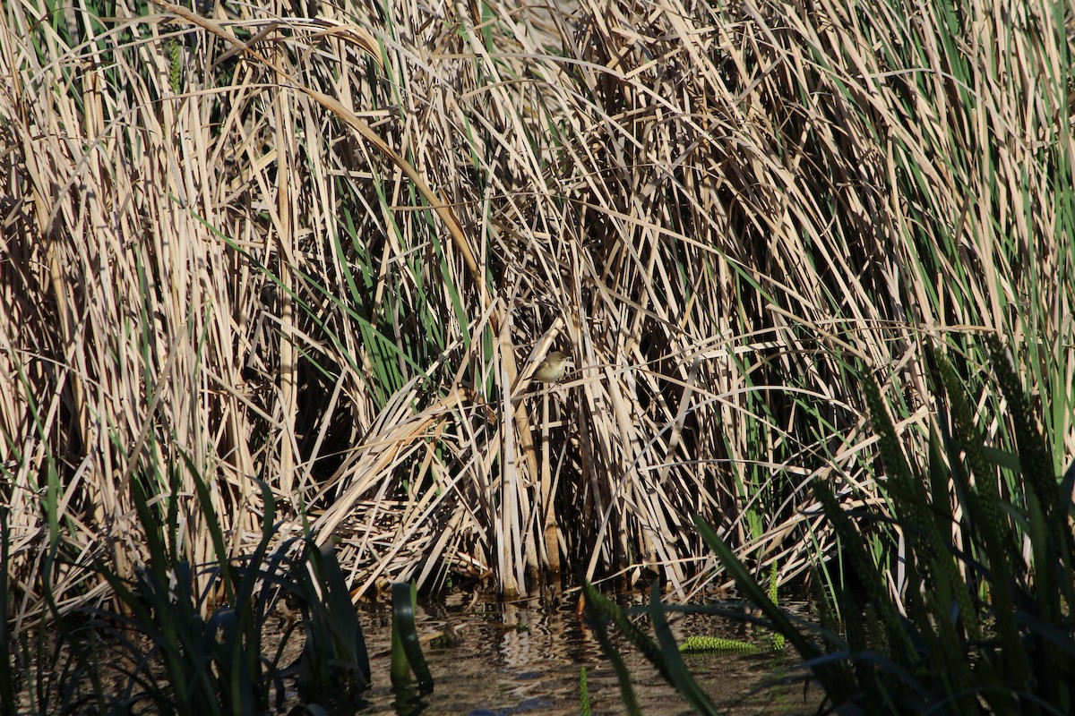 Little Grassbird - ML642641004