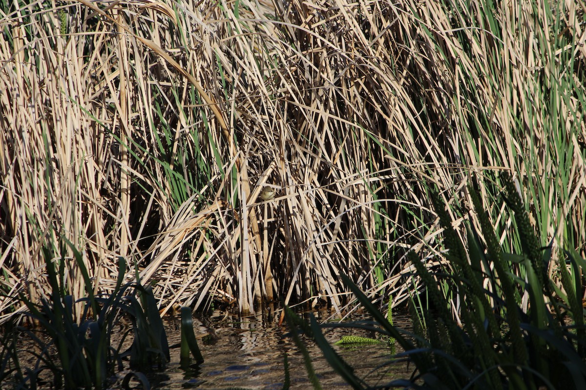 Little Grassbird - ML642641007