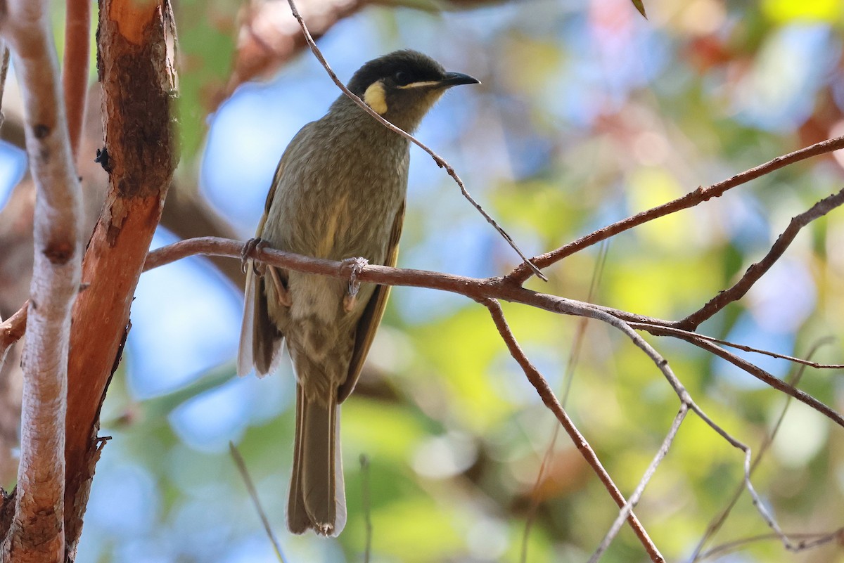 Lewin's Honeyeater - ML642641015