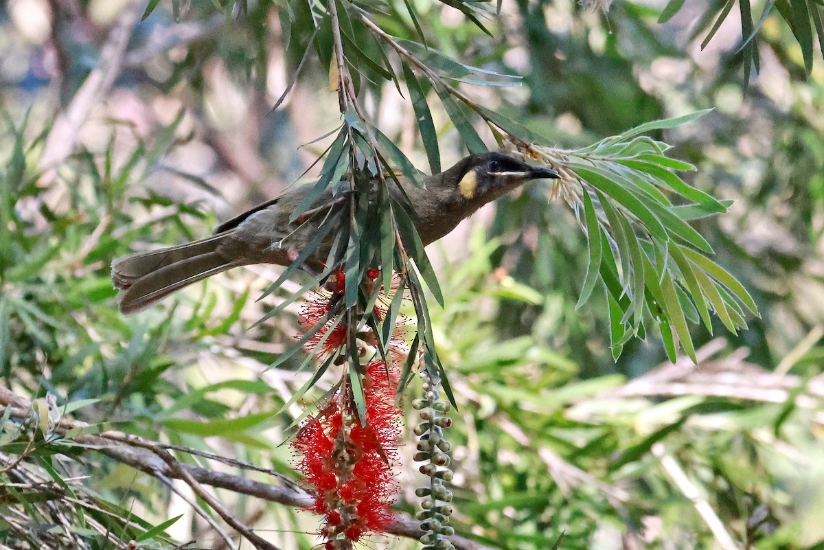 Lewin's Honeyeater - ML642641016