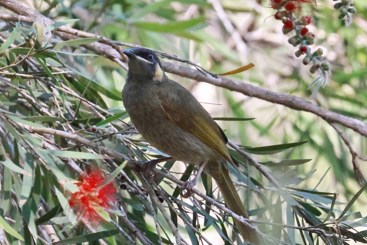 Lewin's Honeyeater - ML642641017