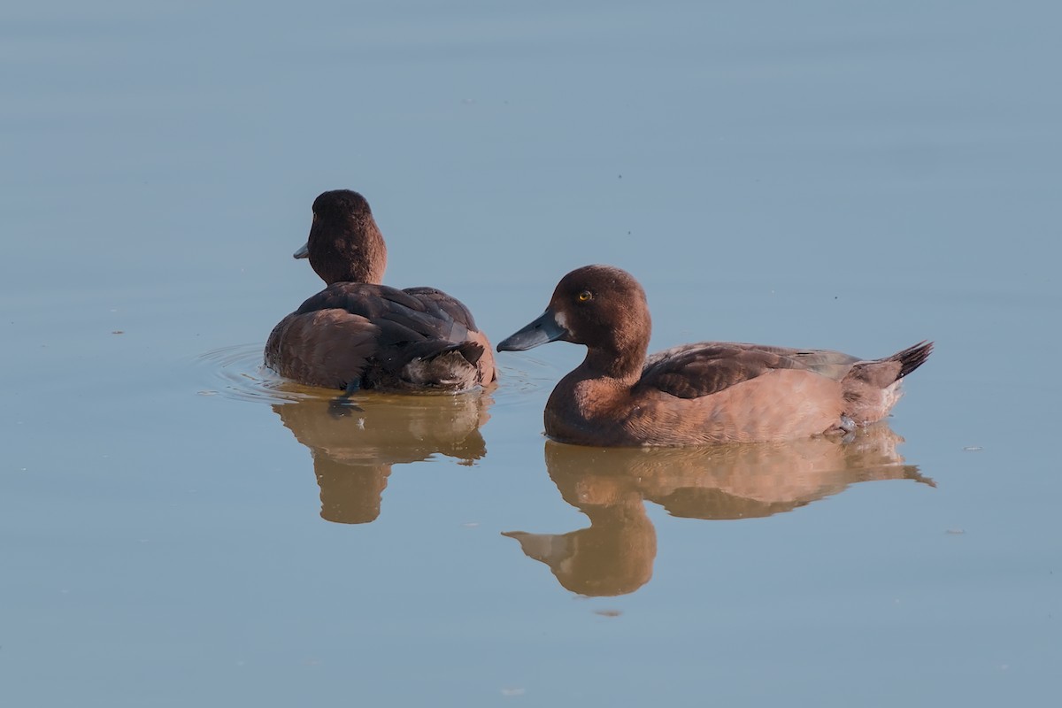 Tufted Duck - ML642641028