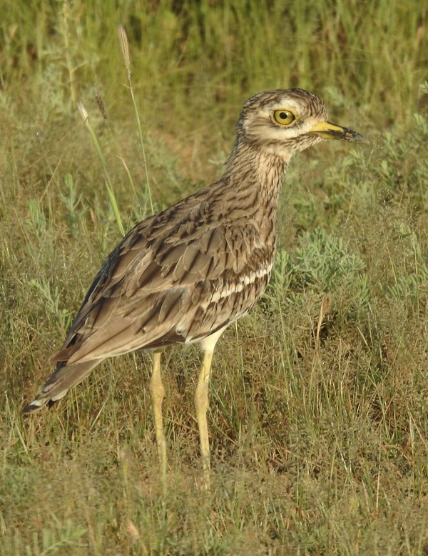 Indian Thick-knee - ML642641033