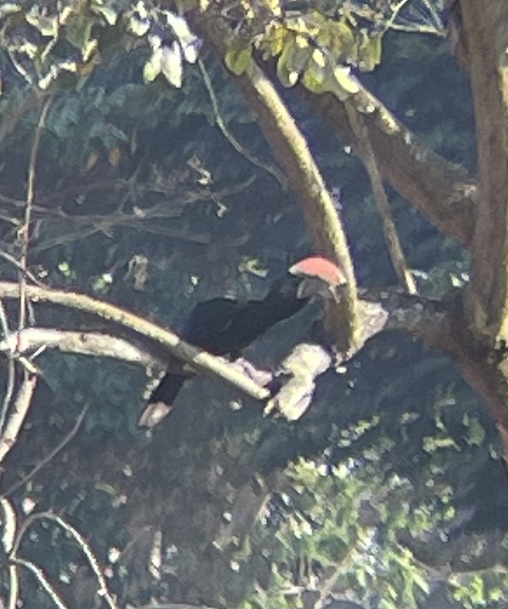 Silberwangen-Hornvogel - ML642641036