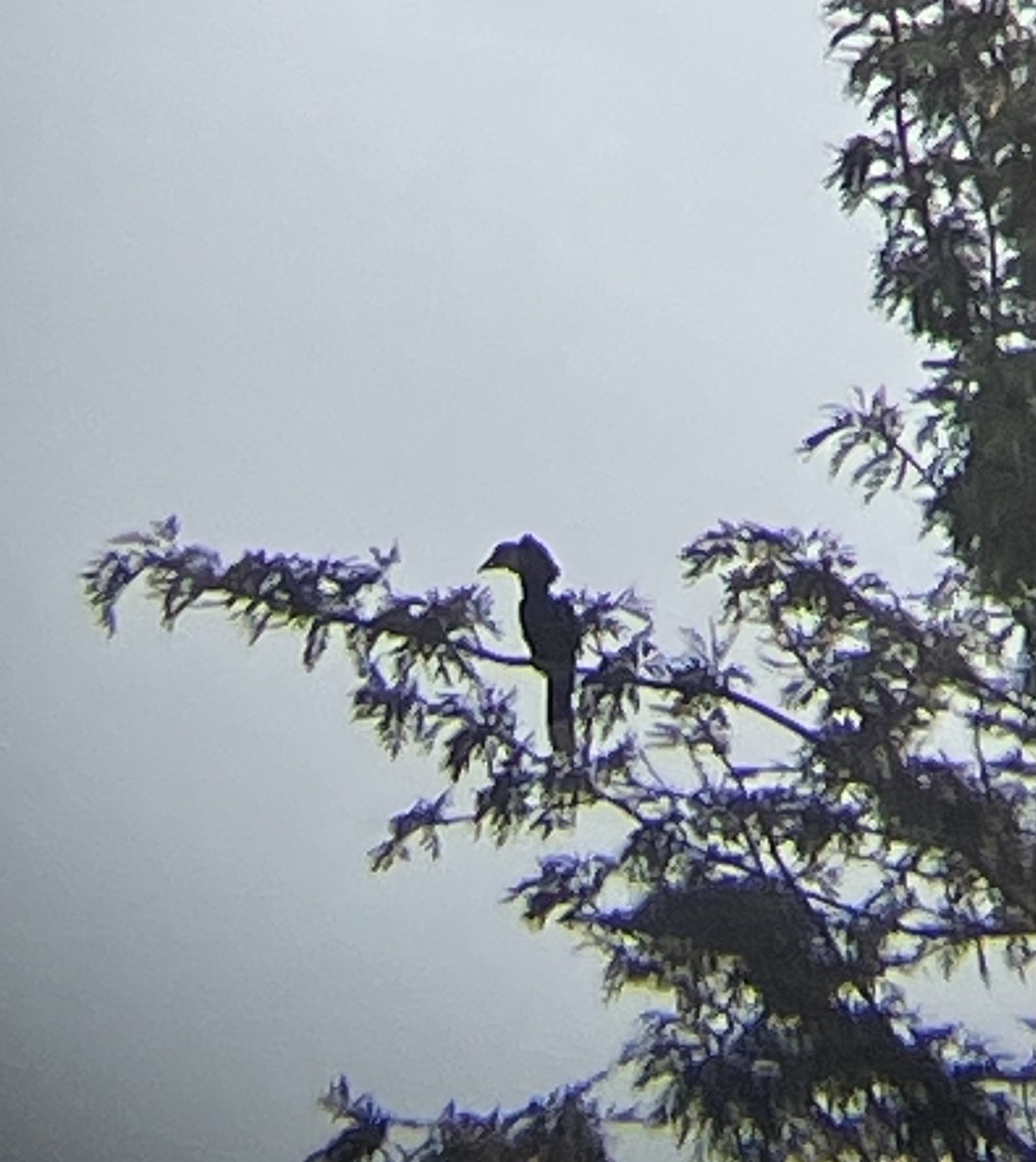 Silberwangen-Hornvogel - ML642641037
