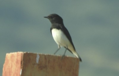 Variable Wheatear - ML642641043