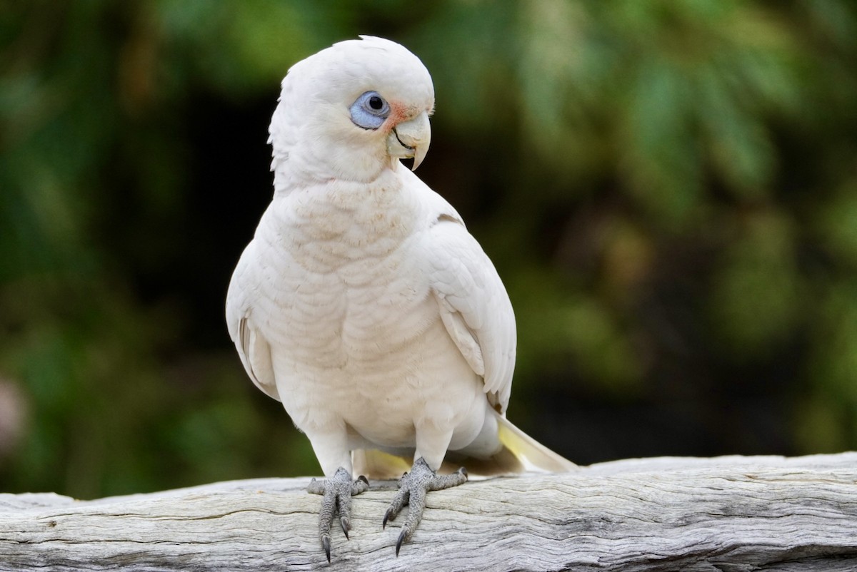 Little Corella - ML642641064