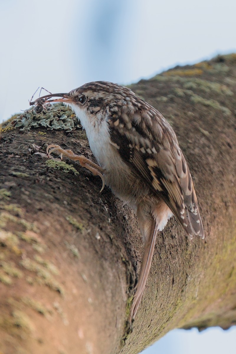 Short-toed Treecreeper - ML642641072
