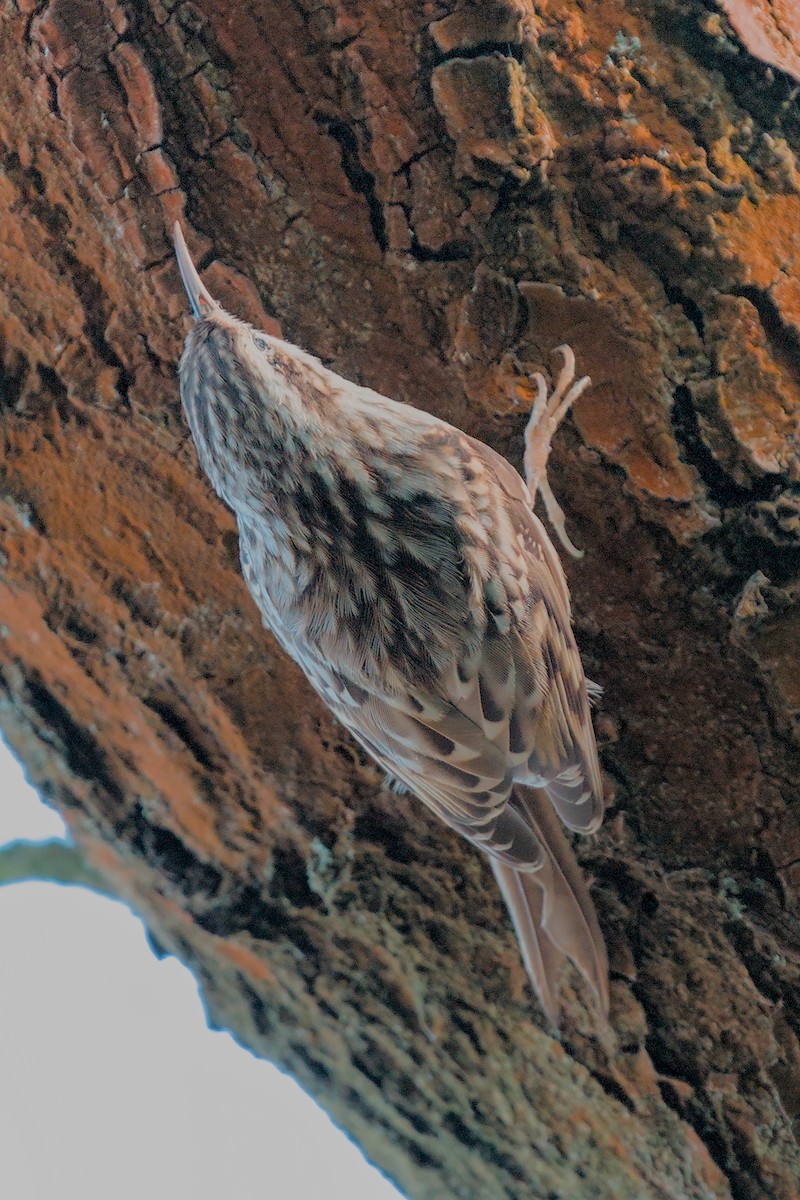 Short-toed Treecreeper - ML642641073