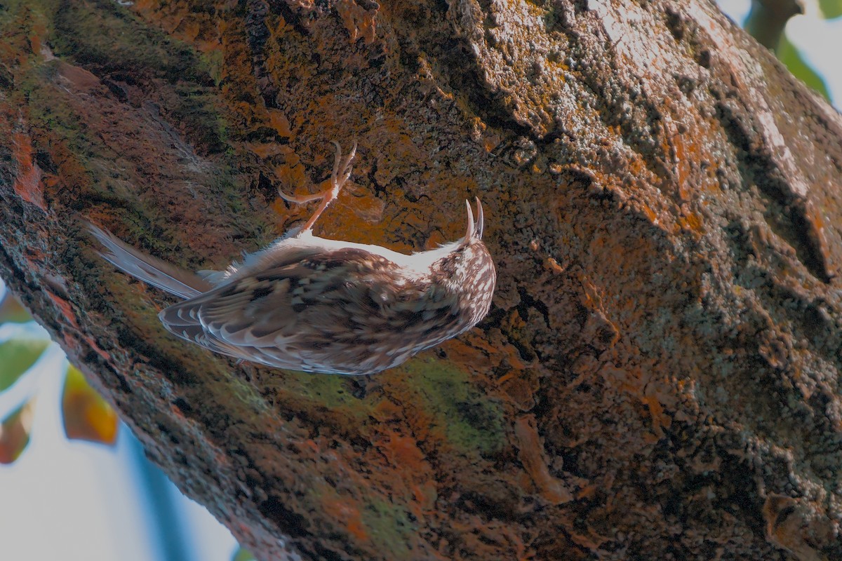 Short-toed Treecreeper - ML642641074