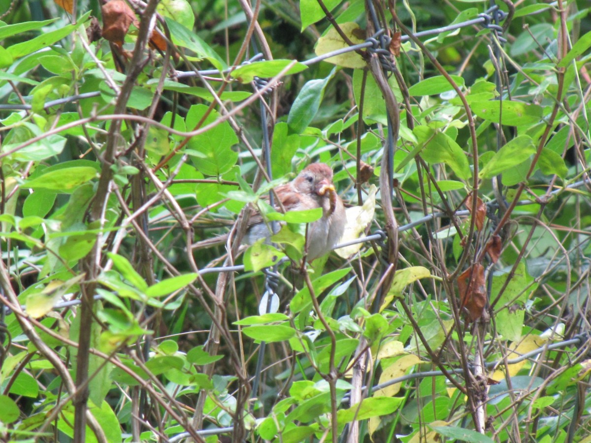 Field Sparrow - ML642641084