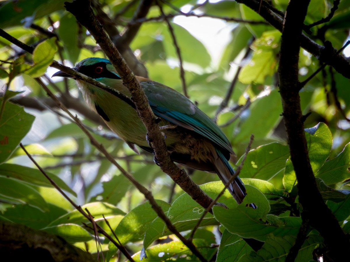 Momoto Capiazul - ML642641092