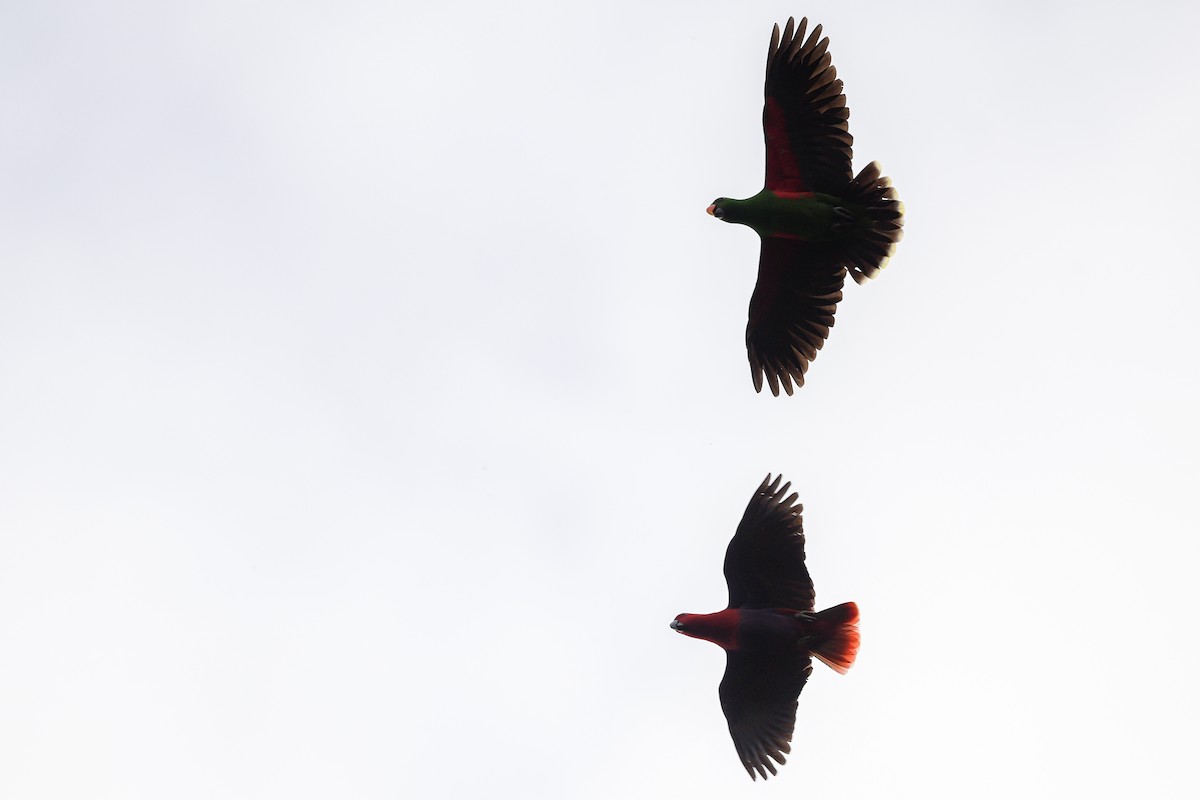 Papuan Eclectus - ML642641093