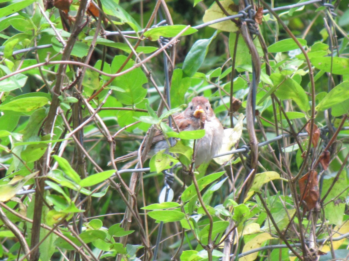 Field Sparrow - ML642641094