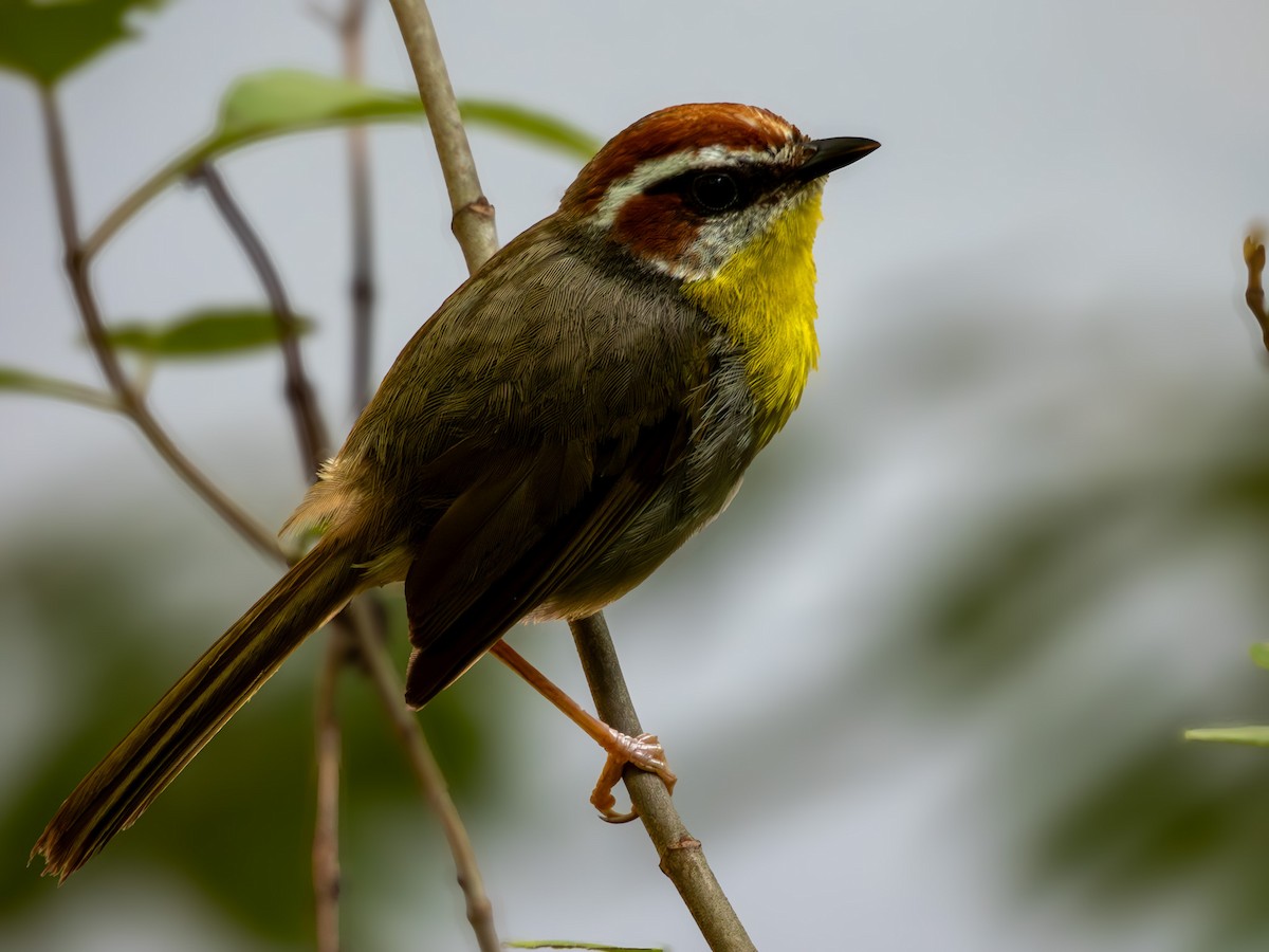 Rufous-capped Warbler - ML642641109