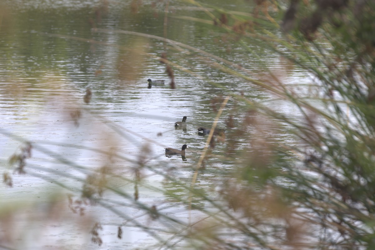 American Coot - ML642641119